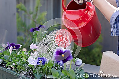 Woman watering pansy flowers on her city balcony garden. Urban gardening concept Stock Photo