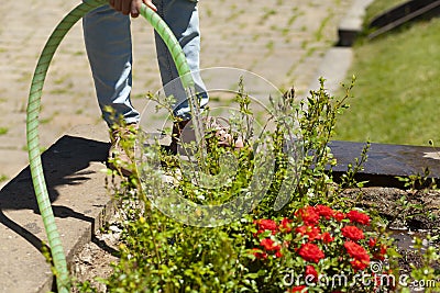 Woman is watering roses in garden Stock Photo