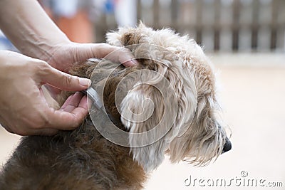 Woman wearing a collar for dog, kill and repel tick and flea Stock Photo