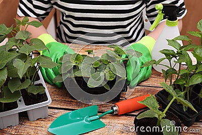 Woman wearing gardening gloves planting seedlings in plastic containers with soil at wooden table, closeup Stock Photo