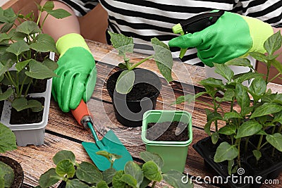 Woman wearing gardening gloves spraying seedling in pot at wooden table, closeup Stock Photo