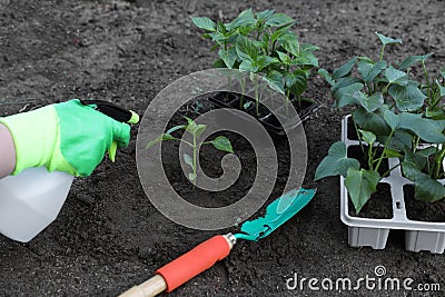 Woman wearing gardening gloves spraying with water seedling growing in ground outdoors, closeup Stock Photo