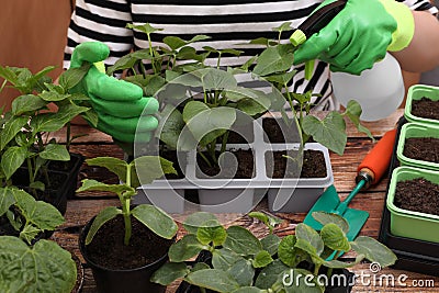 Woman wearing gardening gloves spraying with water seedlings growing in containers at wooden table, closeup Stock Photo