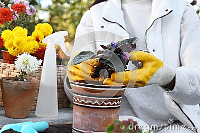 Woman wearing gardening gloves transplanting flower into pot at wooden table outdoors, closeup Stock Photo