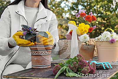 Woman wearing gardening gloves transplanting flower into pot at wooden table outdoors, closeup Stock Photo