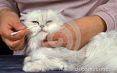 Woman with White Persian Domestic Cat, Cleaning Eyes Stock Photo