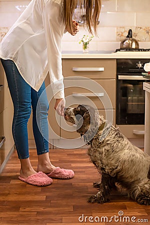 Woman in white shirt stand and feed dog Russian spanie from hand in kitchen Stock Photo