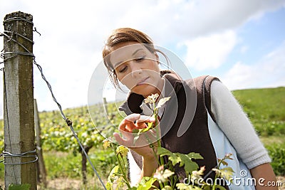 Woman winegrower checking flowers of vines Stock Photo