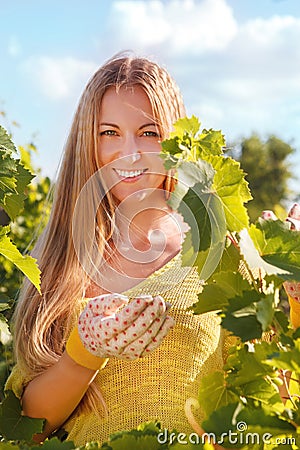 Woman winegrower picking grapes Stock Photo