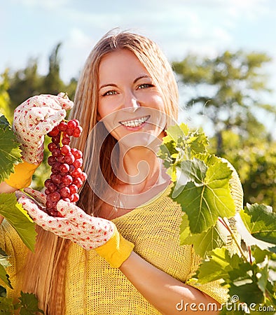 Woman winegrower picking grapes Stock Photo