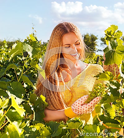 Woman winegrower picking grapes at harvest time Stock Photo