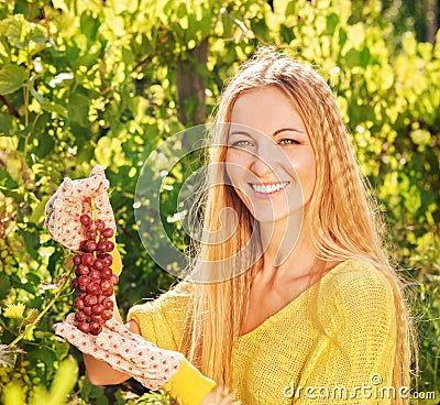 Woman winegrower picking grapes Stock Photo