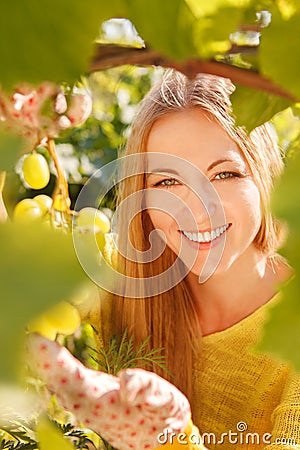 Woman winegrower picking grapes Stock Photo