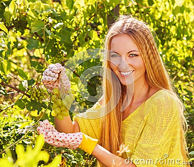 Woman winegrower picking grapes at harvest time Stock Photo