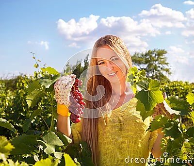 Woman winegrower picking grapes at harvest time Stock Photo