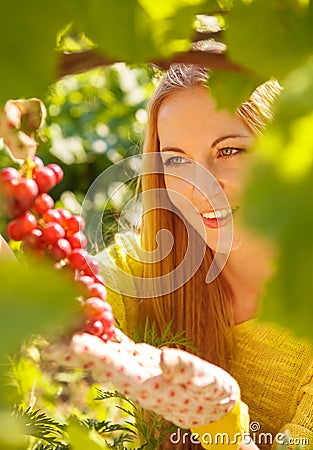 Woman winegrower picking grapes Stock Photo