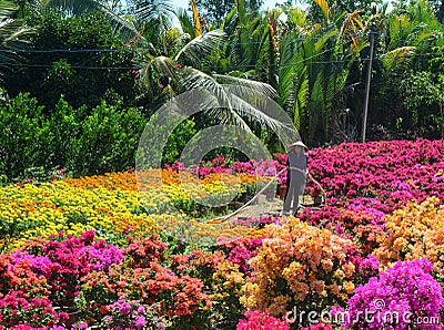 A woman working on flower field in Mekong Delta, Vietnam Editorial Stock Photo