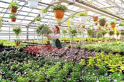Woman working in a nursery - Greenhouse with colourful flowers Stock Photo