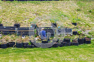 Woman working in small garden with plastic pots and pallet collars. Beautiful spring nature backgrounds. Editorial Stock Photo