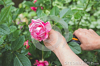 A woman works in the garden, cuts a rose with a pruner. Stock Photo