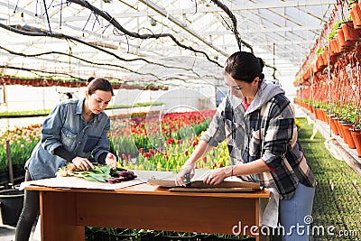 A woman wraps a bouquet of flowers in craft paper. Bouquet of purple tulips. Sale of bouquets from the greenhouse Stock Photo