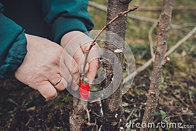 Woman wraps a graft tree with an insulating tape in the garden to detain the damp in it in close-up Stock Photo