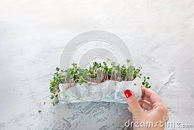 Woman& x27;s hands putting a micro green arugula growing on a paper towel on light grey background. Selective focus. Home Stock Photo