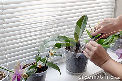 Woman caring for plant Phalaenopsis orchid, cutting old peduncle, home gardening Stock Photo