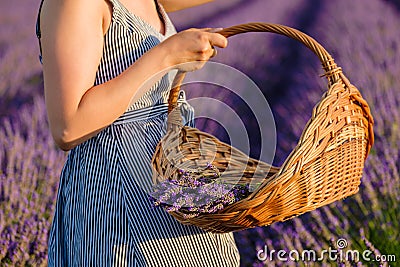 A womans hand holding a basket brimming with freshly plucked violet flowers in a lavender field Stock Photo