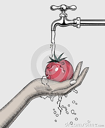 A womans hand washes a tomato under the water tap Vector Illustration