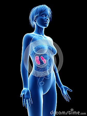 A womans kidneys Cartoon Illustration