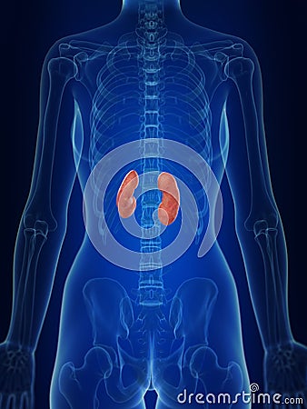 A womans kidneys Cartoon Illustration