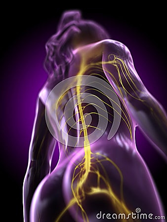 A womans spinal cord Cartoon Illustration