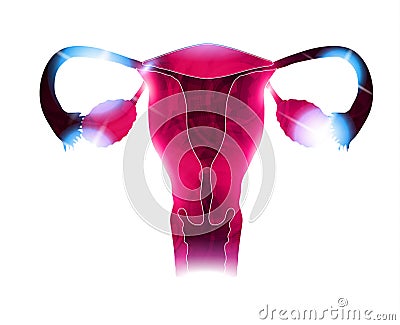 Womb beautiful bright design Vector Illustration