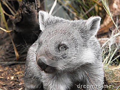 Wombat 2 Stock Photo