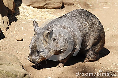 Wombat of Australia in captivity Stock Photo