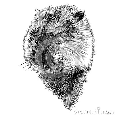 Wombat head sketch vector graphics monochrome Vector Illustration