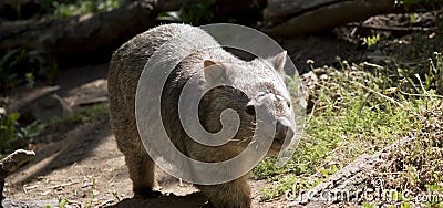 The wombat is out og his warren and in the sun Stock Photo