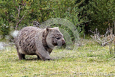 Wombat in Wilsons Promontory National Park located southeast of Melbourne - Australia Stock Photo