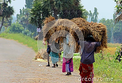 Women Carrying Straw Bundle Editorial Stock Photo