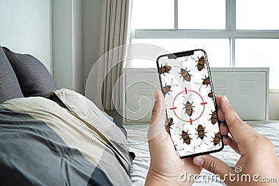 Women are checking for unusual things and detecting bed bugs in Stock Photo