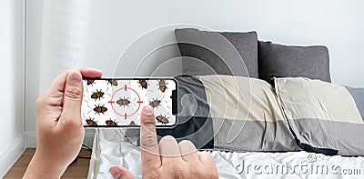 Women are checking for unusual things and detecting bed bugs in Stock Photo