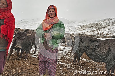 Women and children wake up in the morning to milk sheep, goats and yaks in very heavy snow conditions and very low temperatures at Editorial Stock Photo