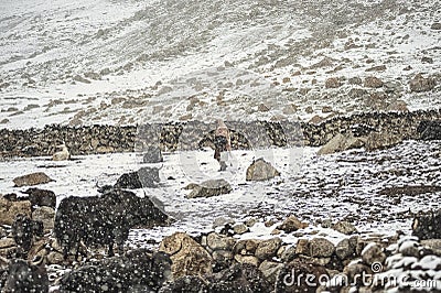 Women and children wake up in the morning to milk sheep, goats and yaks in very heavy snow conditions and very low temperatures at Editorial Stock Photo