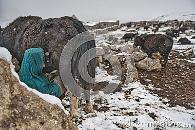 Women and children wake up in the morning to milk sheep, goats and yaks in very heavy snow conditions and very low temperatures at Editorial Stock Photo