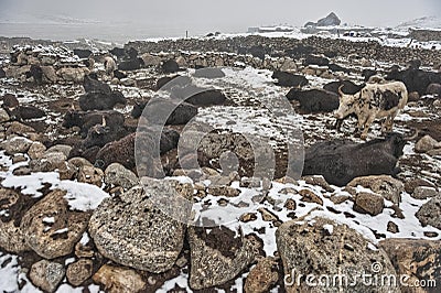 Women and children wake up in the morning to milk sheep, goats and yaks in very heavy snow conditions and very low temperatures at Stock Photo