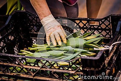 Women collect flowers in professional greenhouse Stock Photo