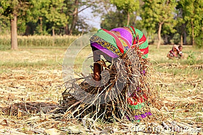 A women collecting strew in a field Stock Photo