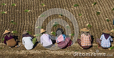 Women planting onions in Myanmar Stock Photo