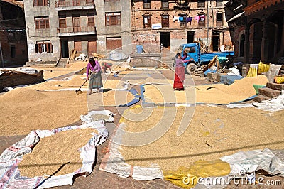 Women drying rice Editorial Stock Photo